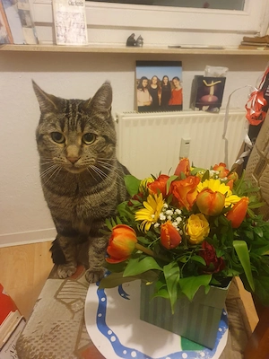 Deckkater Barsik