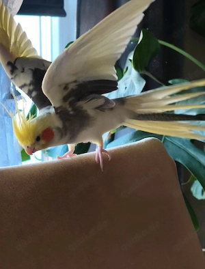 Nymphensittich Männchen Sucht neue Zuhause!!