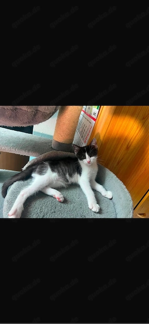 babykatze 