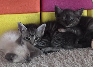 Maine Coon Mix Kitten