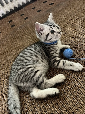 BKH Kitten 