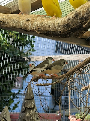 Junge Zebrafinken in allen Farben 