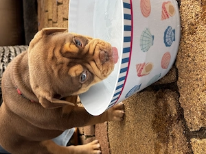Old English Bulldog mit Stammbaum