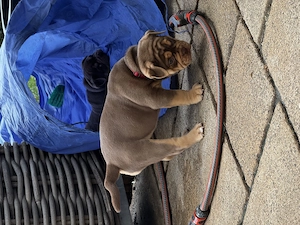 Old English Bulldog mit Stammbaum