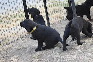Labradorwelpen ohne Papiere