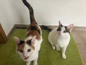 2 Katzen 3 farbig 