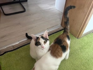 2 Hauskatzen 