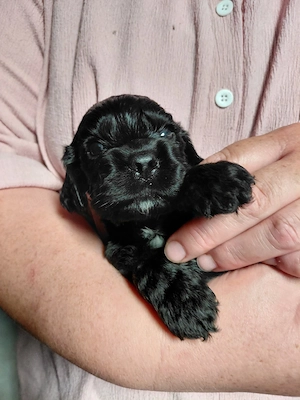 Cocker Spaniel-Showlinie