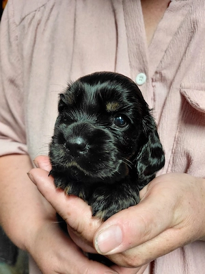 Cocker Spaniel-Showlinie