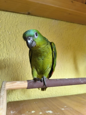 Blaustirnamazonen zu verkaufen 