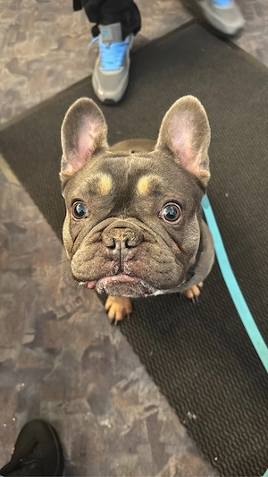 Französische Bulldogge