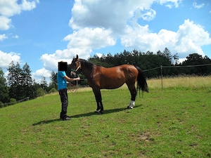 schwere Warmblutstute 15J. Stm. 165cm