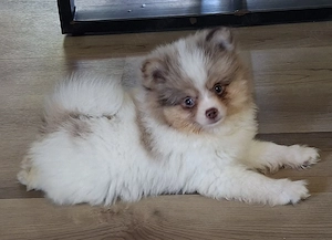 hübscher Pomchi Rüde in seltener Farbe abzugeben