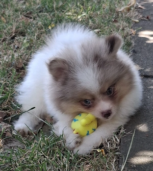 hübscher Pomchi Rüde mit toller Zeichnung abzugeben