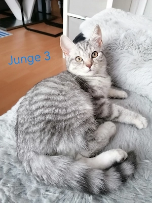 Bkh-Ekh-Mix Kitten