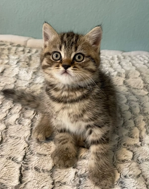 British Kurzhaar Kitten zu verkaufen 