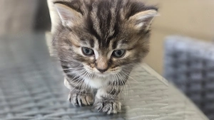 zucker süße kitten