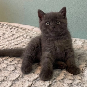 British Kurzhaar Kitten 