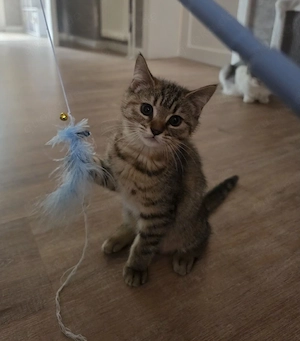 Kitten Bkh-Ekh-Mix
