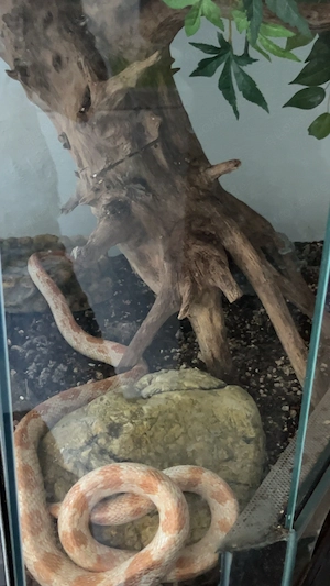 Kornnatter inklusive Terrarium und Zubehör abzugeben
