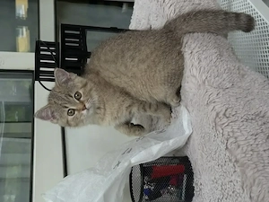 BKH Kitten zu vergeben 4 Monate Jung