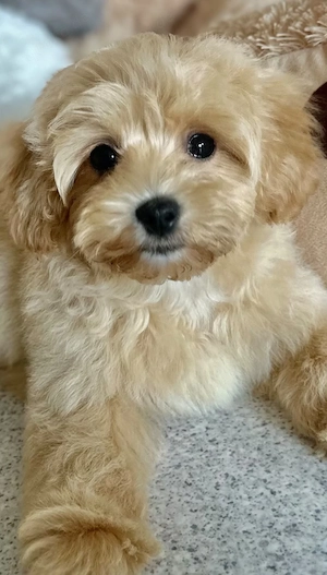 Maltipoo F1 