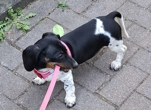 Dackel Weibchen