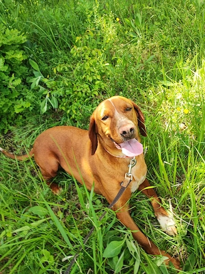 6j Hündin ANFÄNGERHUND bundesweit ausreisebereit nach Adoption  Bild 3