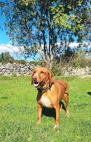 6j Hündin ANFÄNGERHUND bundesweit ausreisebereit nach Adoption  Bild 10
