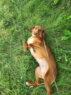 6j Hündin ANFÄNGERHUND bundesweit ausreisebereit nach Adoption 