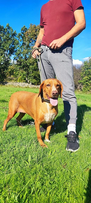 6j Hündin ANFÄNGERHUND bundesweit ausreisebereit nach Adoption  Bild 2