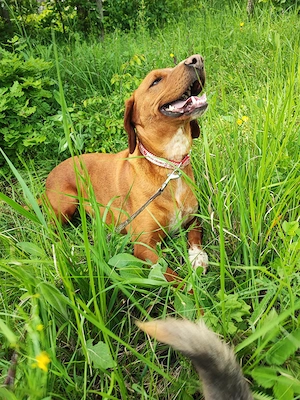 6j Hündin ANFÄNGERHUND bundesweit ausreisebereit nach Adoption  Bild 7