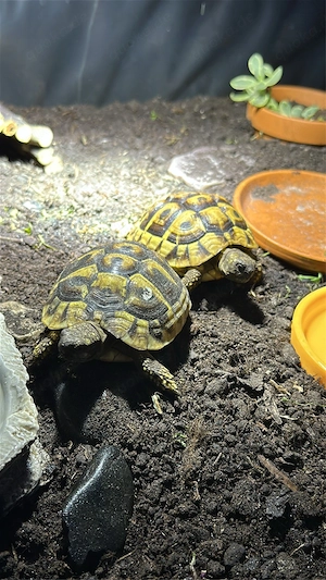  2 griechische Landschildkröten in liebevolle Hände abzugeben