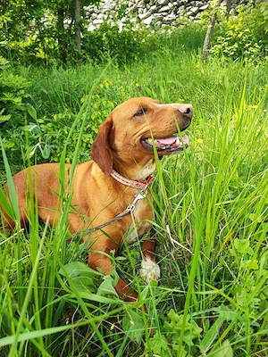 6j Hündin ANFÄNGERHUND bundesweit ausreisebereit nach Adoption  Bild 9