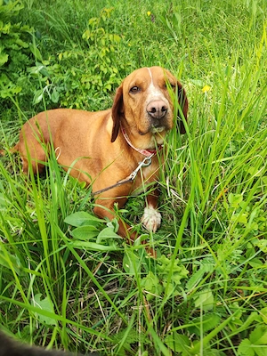 6j Hündin ANFÄNGERHUND bundesweit ausreisebereit nach Adoption  Bild 6
