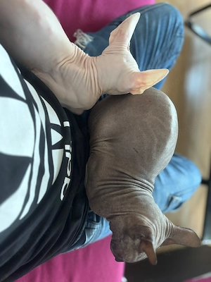 Sphynx (nacktkatze)Kater zuverkaufen 