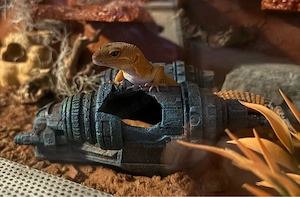 Leopardgecko Weibchen (3 Jahre) mit komplett eingerichtetem Terrarium (1  cm)