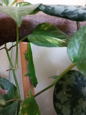 Phelsuma grandis-Weibchen (Großer Madagaskar-Taggecko)