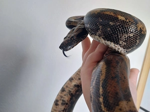 0.1 IMG Hypo het Kahl Albino NZ23 