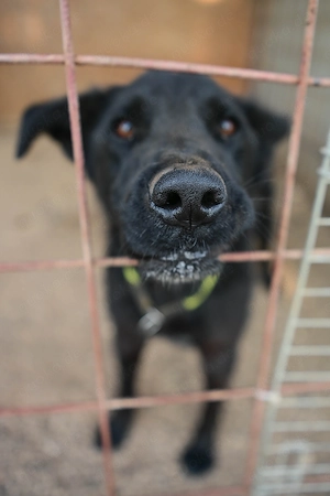 3j Rüde Schäferhund Collie BUNDESWEIT ausreisebereit nach Adoption 