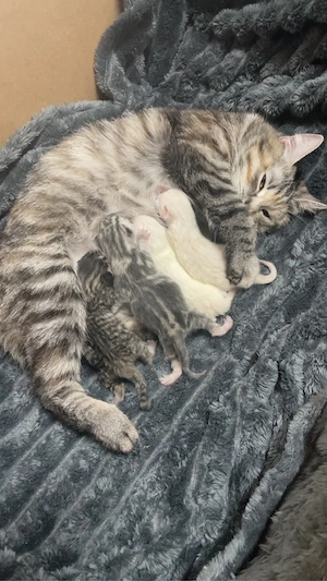 Süße Katzenbabys suchen bald ihr neues Zuhause