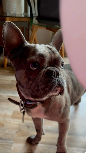 Leo sucht ein liebevolles Zuhause (französische Bulldogge)