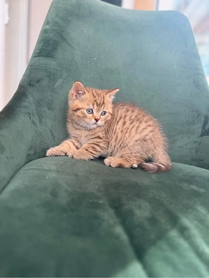 BKH Kitten abgabebereit