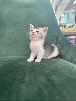 BKH Kitten abgabebereit