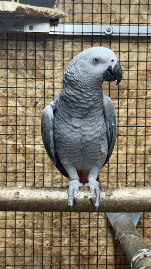 Kongo - Graupapagei Bild 2