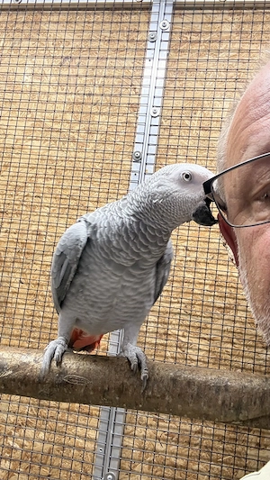 Kongo - Graupapagei Bild 3