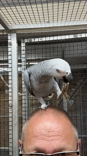 Kongo - Graupapagei Bild 4