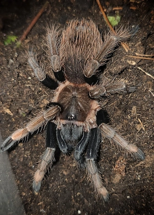 0.1 Sericopelma sp. santa catalina Vogelspinne 