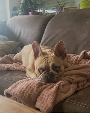 Lola sucht ein liebevolles Zuhause (französische Bulldogge)