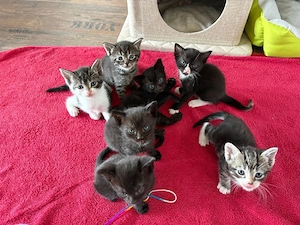Kitten zu verkaufen